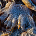 Many Fingered Seaweed by lifeat60degrees