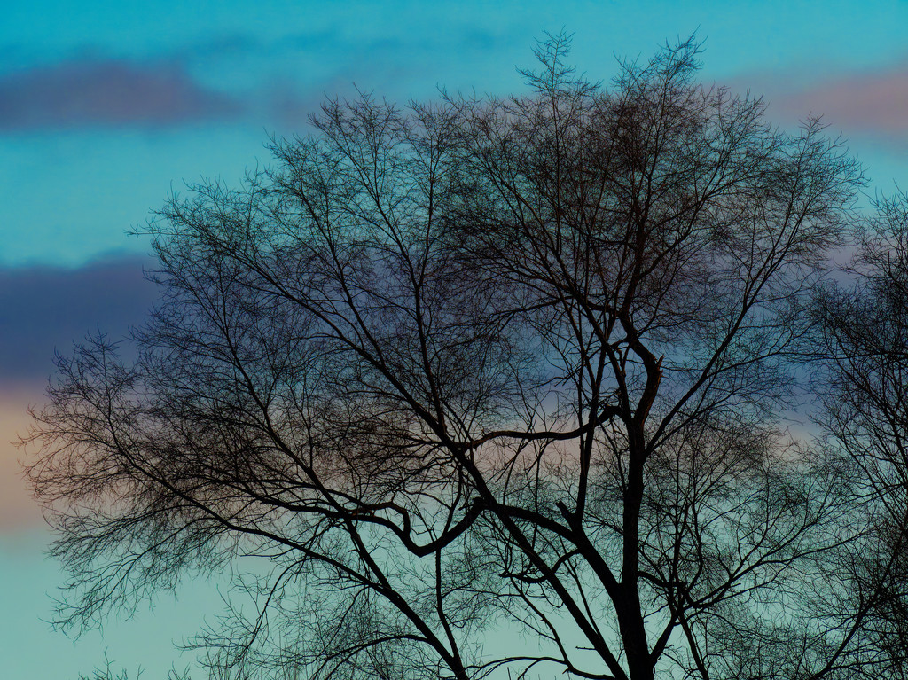 Willow tree in the morning sky by rminer