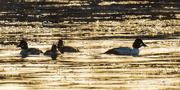 27th Jan 2021 - Common goldeneyes in icy water