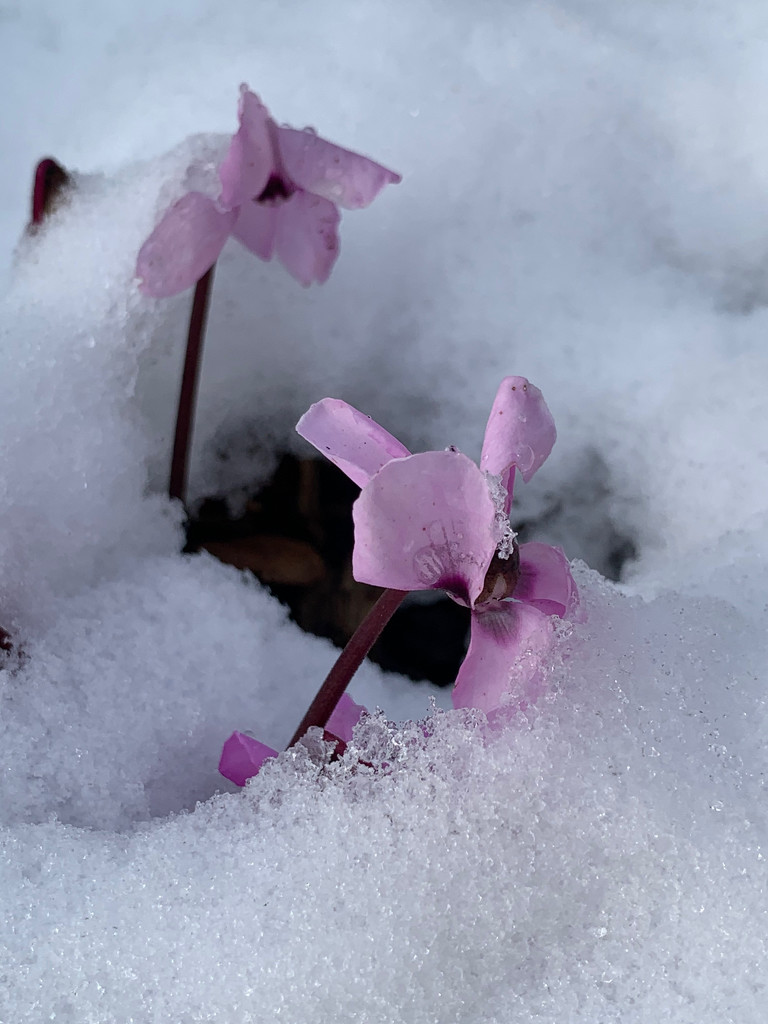 Snow covered cyclamen by 365projectmaxine
