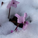 Snow covered cyclamen by 365projectmaxine