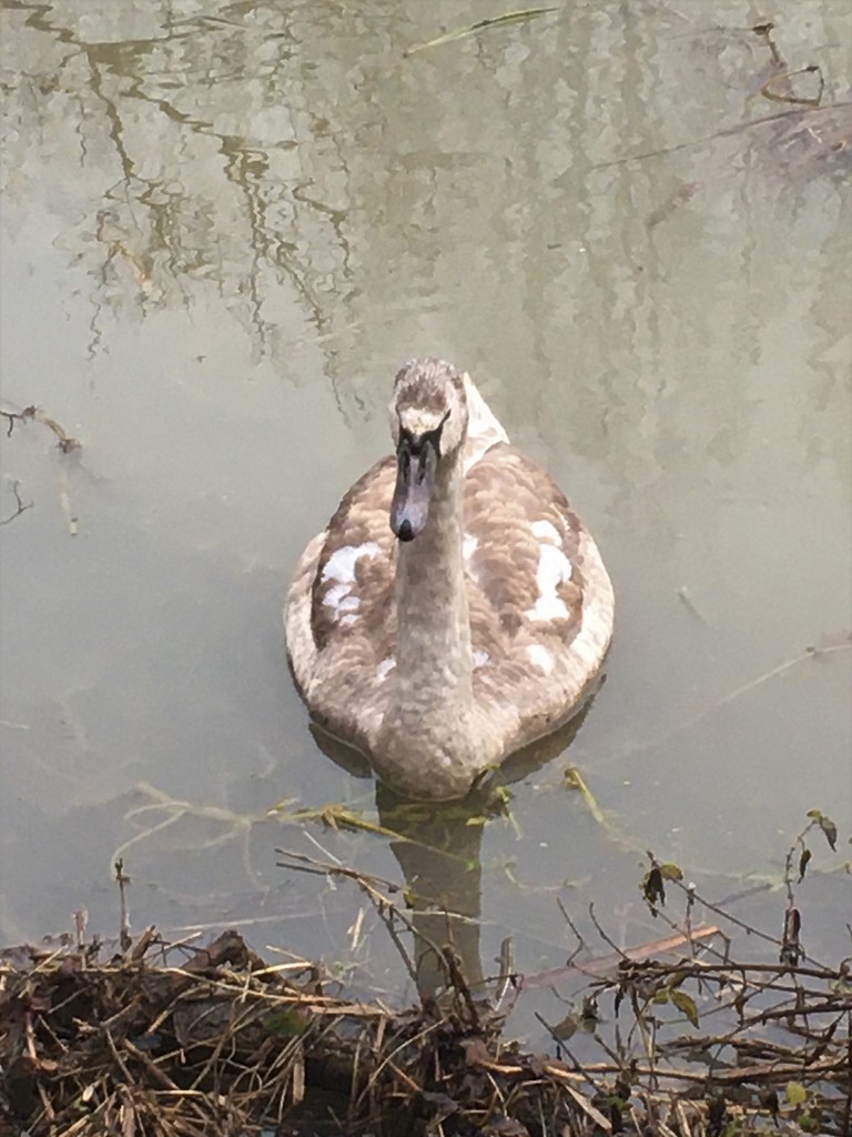 Unususal to see just one cygnet this morning, not sure where his siblings were by 365anne