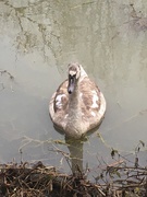 27th Jan 2021 - Unususal to see just one cygnet this morning, not sure where his siblings were