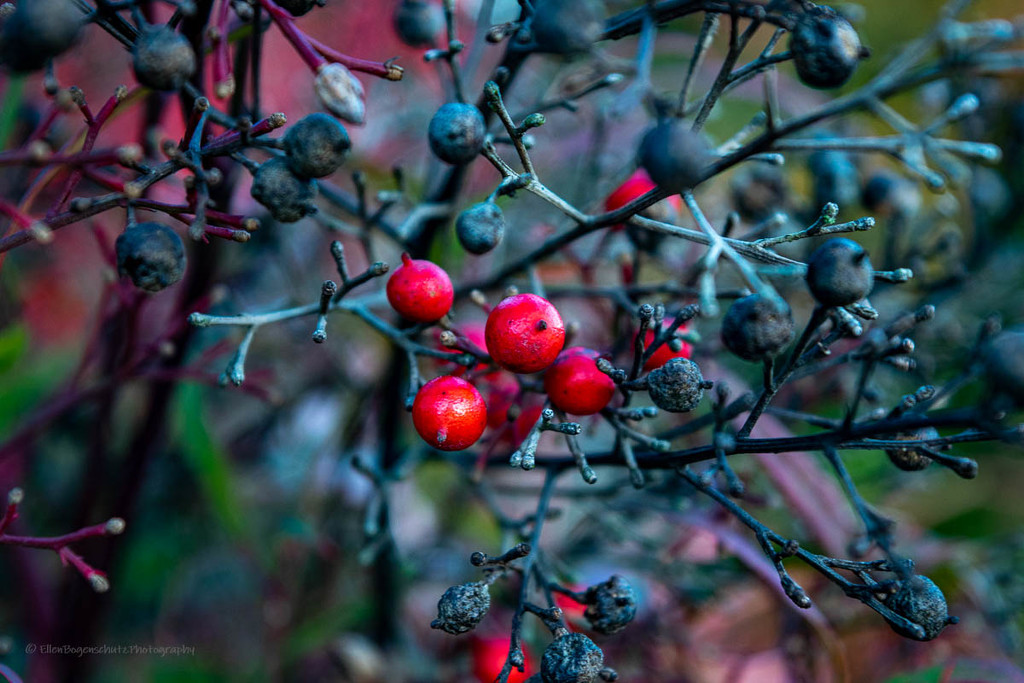 Berries, New and Old by theredcamera