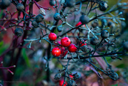 27th Jan 2021 - Berries, New and Old