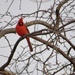 Less snow, same Cardinal? by susan727