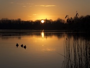 27th Jan 2021 - three ducks at sunrise