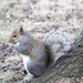 January 27: Squirrel  by daisymiller