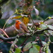 A Robin Watching me by snoopybooboo