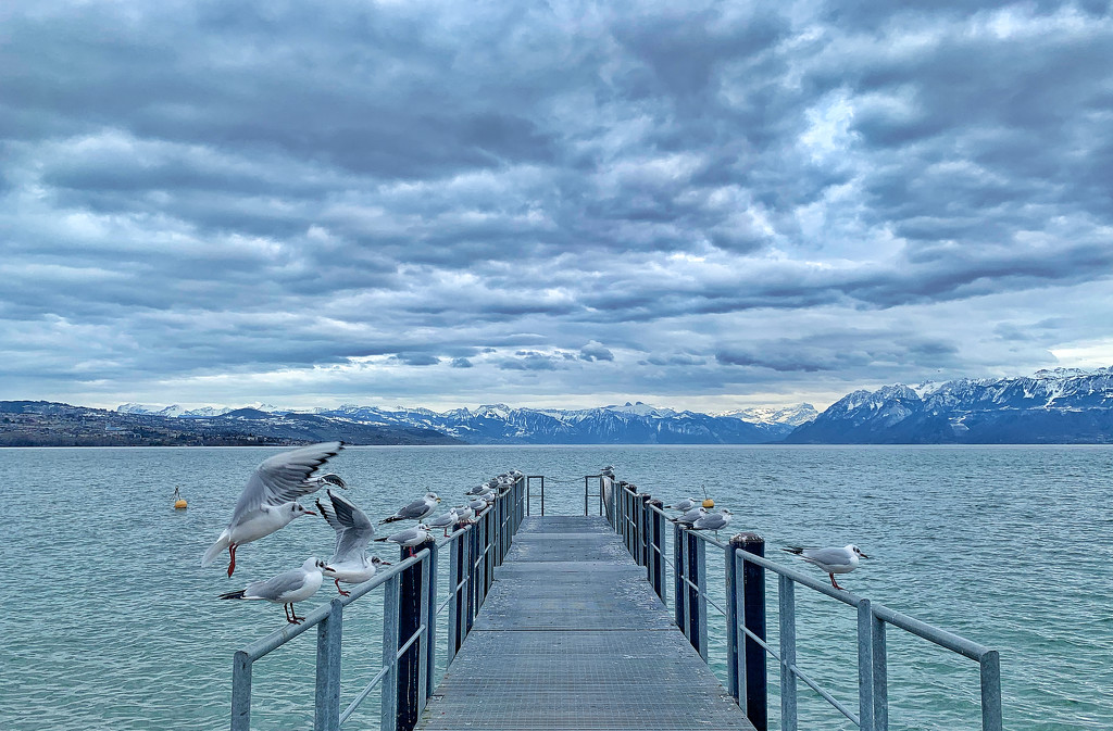 Lake + mountains + seagulls.  by cocobella