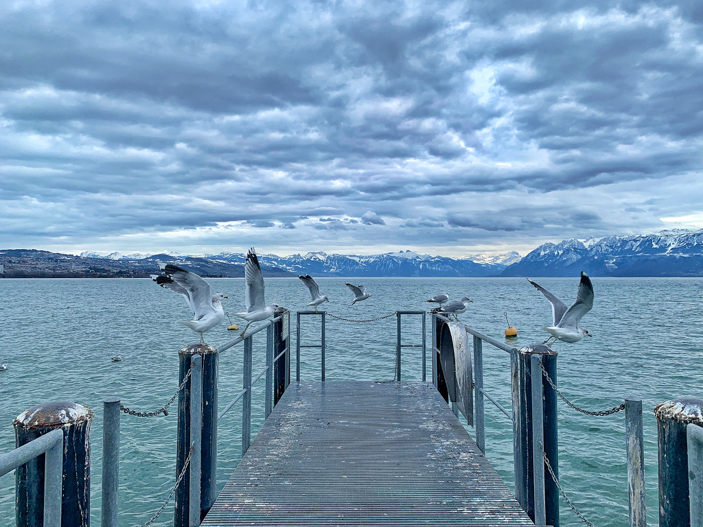 Seagulls.  by cocobella