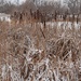 Snowy Cattails by sandlily