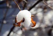 27th Jan 2021 - Snow on the snowberry bush