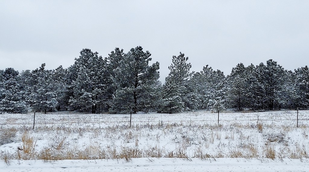 Line of Snowy Pines by harbie