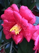 28th Jan 2021 - Camellia after rain