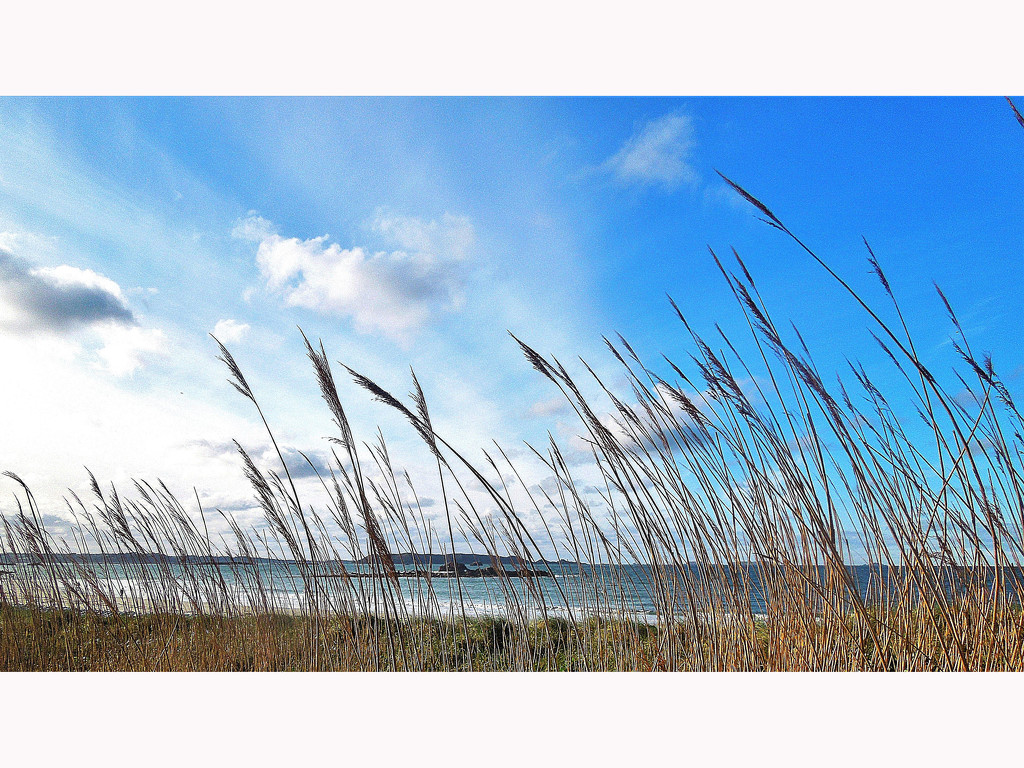 Grasses in the wind by etienne