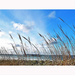 Grasses in the wind by etienne
