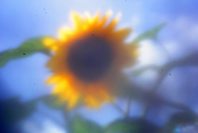 27th Jan 2021 - sunflower