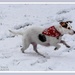 Daisy Having Fun In The Snow by carolmw