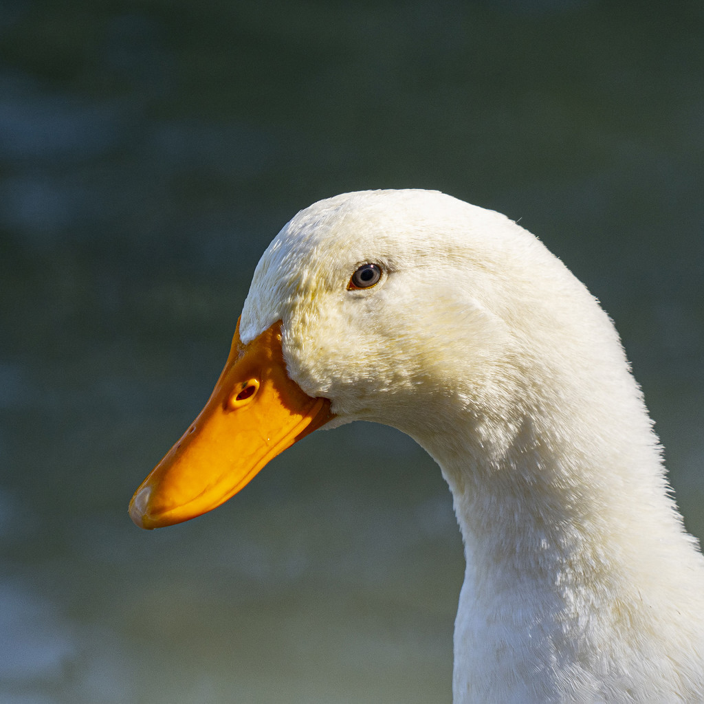 Pekin Duck by k9photo
