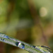 raindrops by iiwi