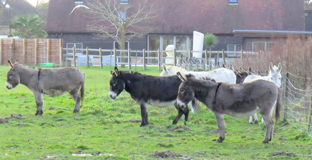 Six Donkeys by davemockford