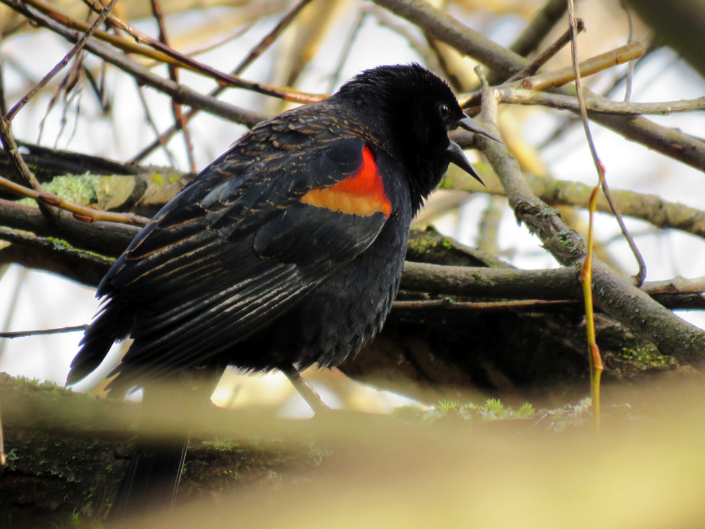 Red-Winged Black Bird by seattlite