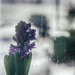 Windowsill Flowers by manek43509