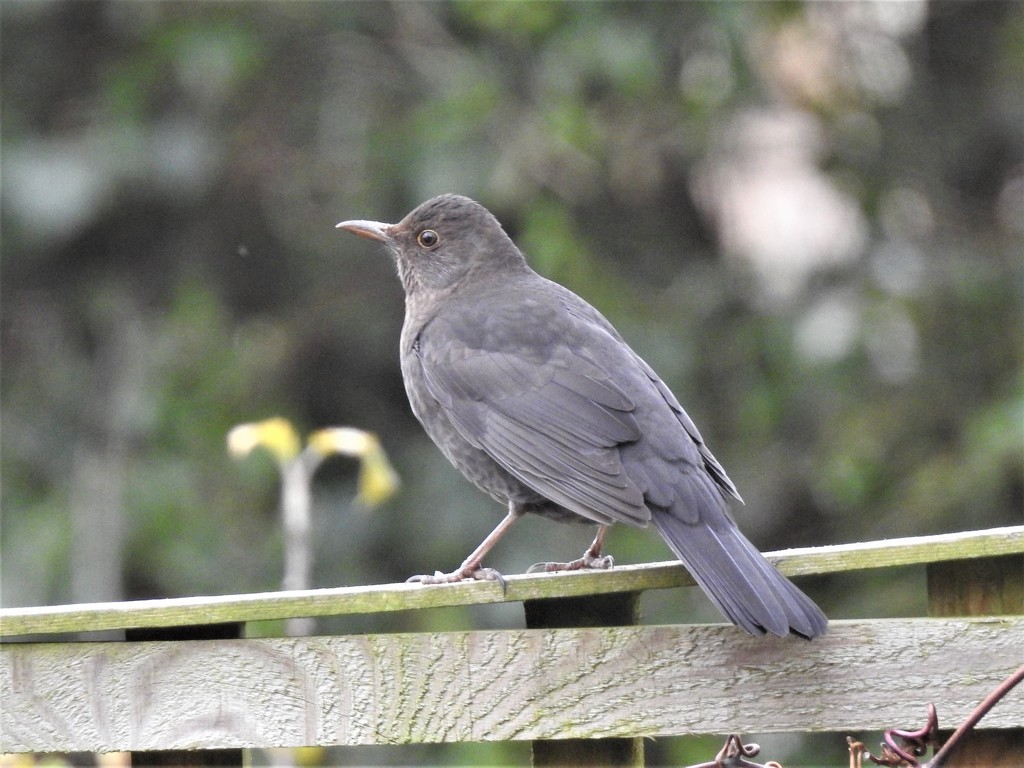 A Confusing Blackbird by susiemc