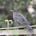A Confusing Blackbird by susiemc