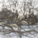 Magnolia buds  by haskar