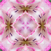 Kaleidoscope Flower by pcoulson