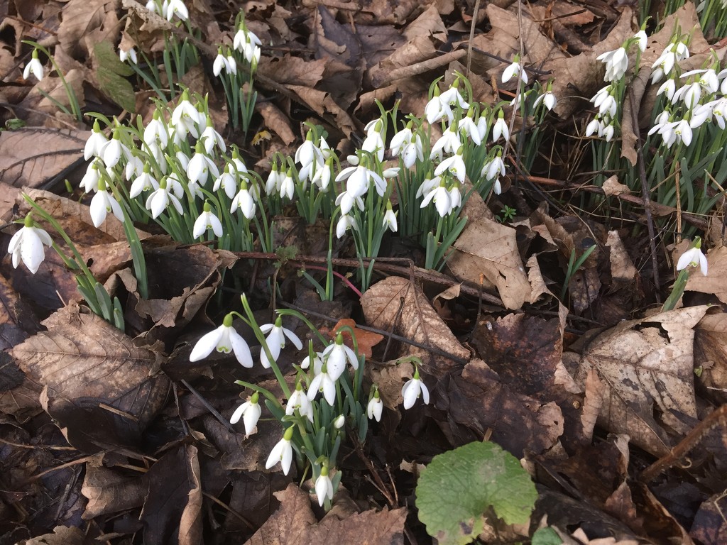 Snowdrops  by snowy