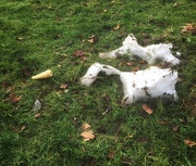 28th Jan 2021 - Snowman (deceased)