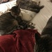 Three kitties  by tatra