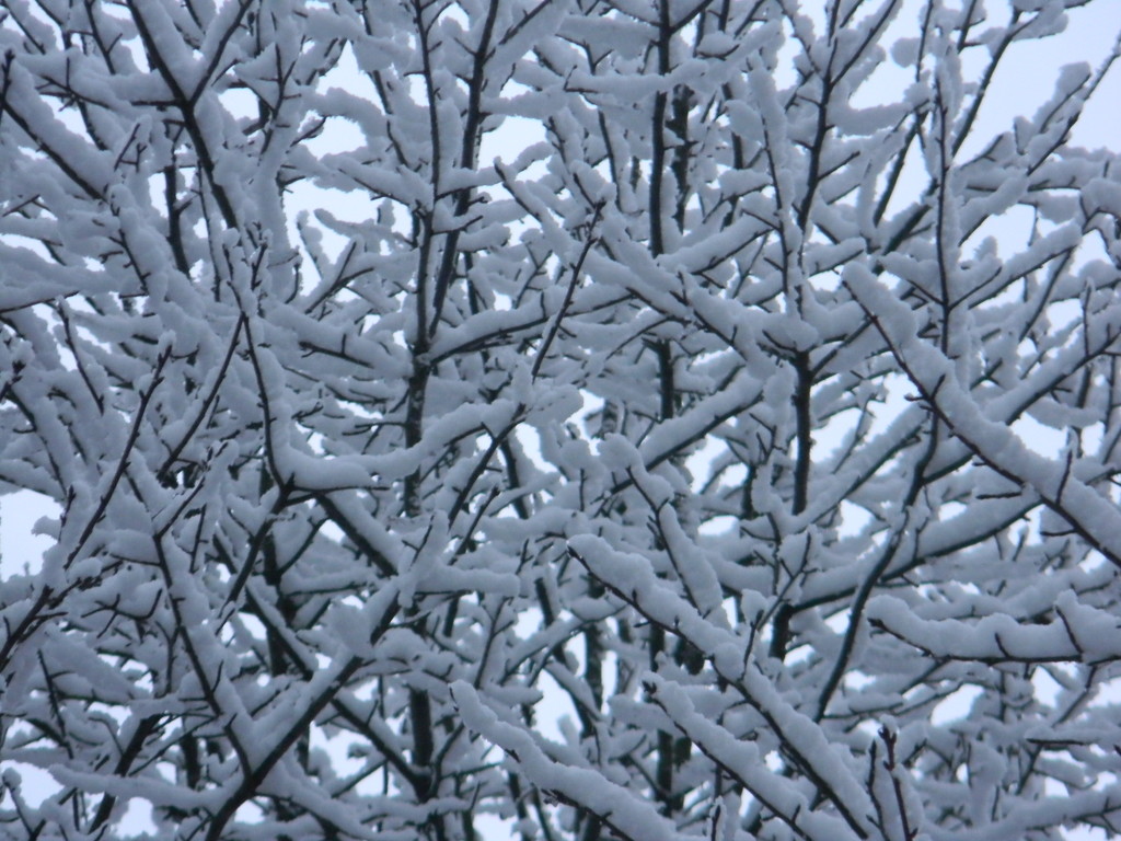 Snowy Branches on Tree in Front Yard by sfeldphotos
