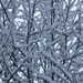 Snowy Branches on Tree in Front Yard by sfeldphotos