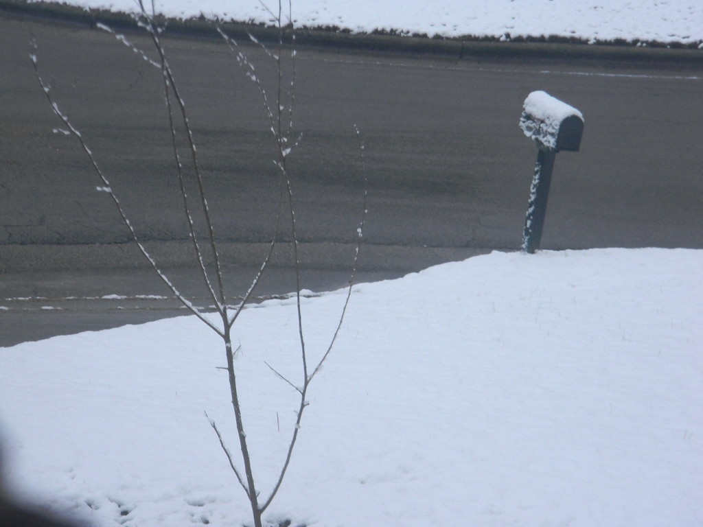 Snow on Tree and Mailbox by sfeldphotos