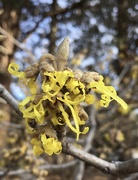 24th Jan 2021 - the witch hazel is blooming!