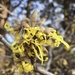the witch hazel is blooming! by wiesnerbeth