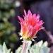 African Daisy "Pink Sugar" Bud by markandlinda