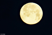 28th Jan 2021 - Wolf full moon