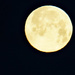 Wolf full moon by larrysphotos