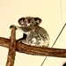 Koala by sugarmuser