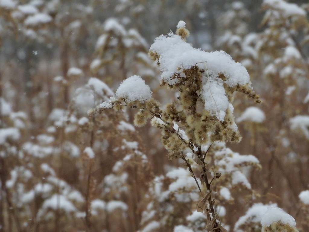 winter field by amyk