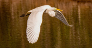 28th Jan 2021 - Egret Fly-by!