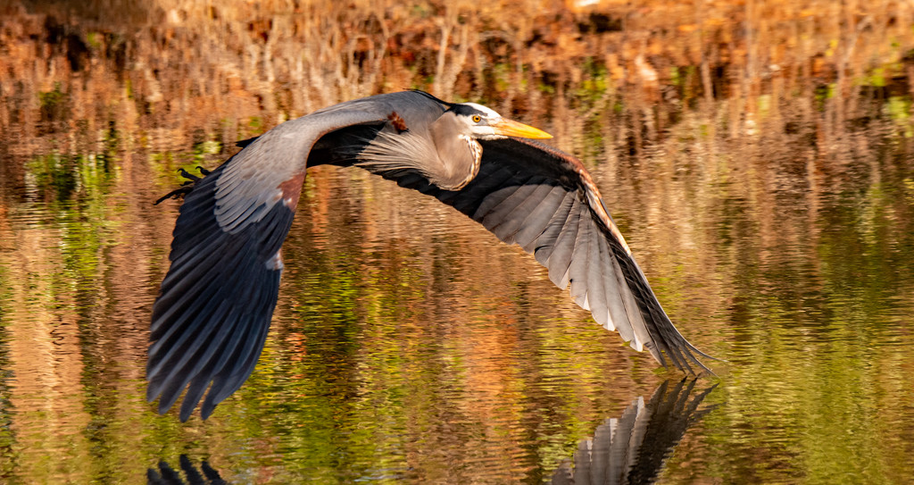 Blue Heron Fly-by! by rickster549
