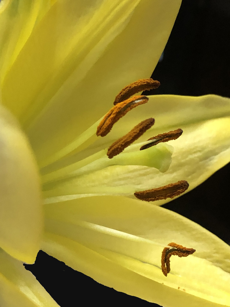 Yellow lily on black by homeschoolmom