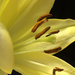 Yellow lily on black by homeschoolmom