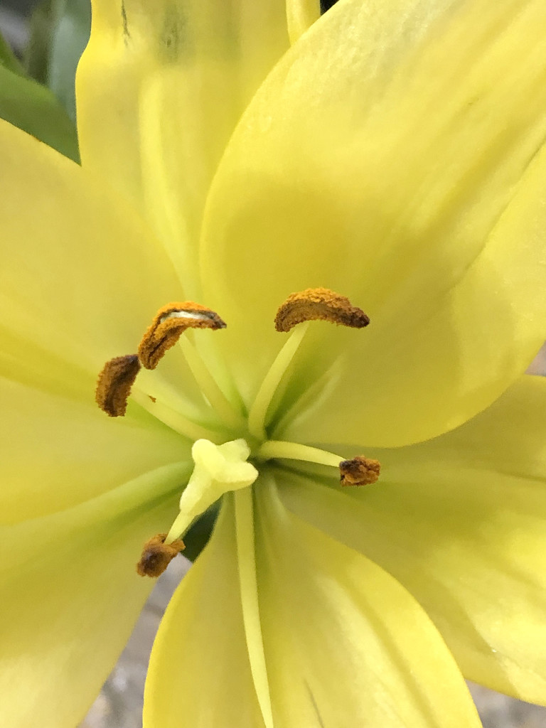 Yellow lily by homeschoolmom